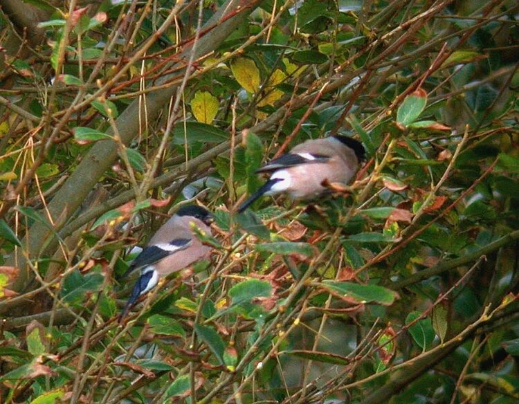 Bullfinch Plein 30Oct09 c.JPG