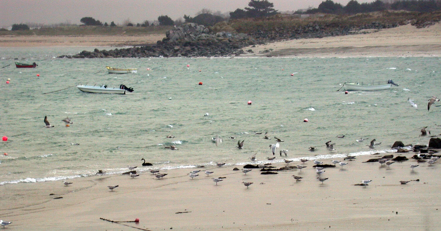 Black Swan GHA Jan09.JPG