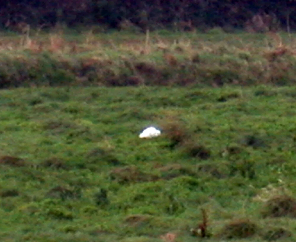Cattle Egret LongueRocque 8Jan09.JPG