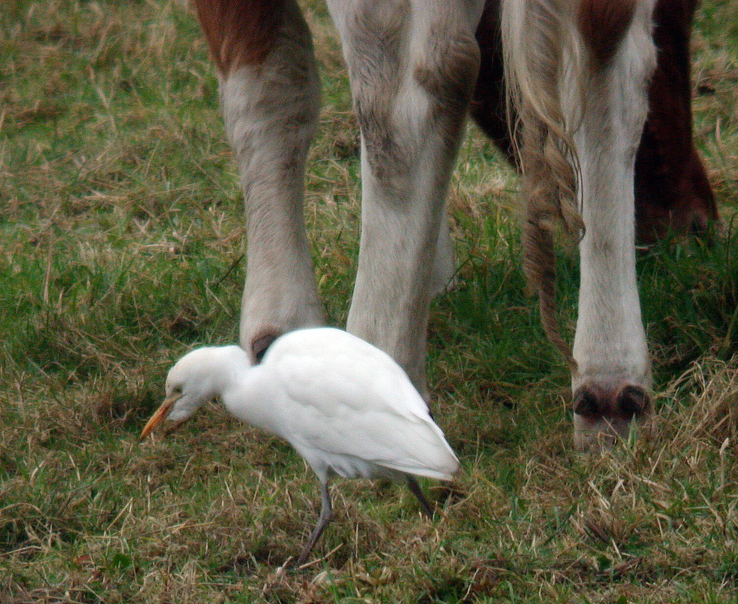 Cattle Egret Vauxbelets 8Feb09 a.JPG