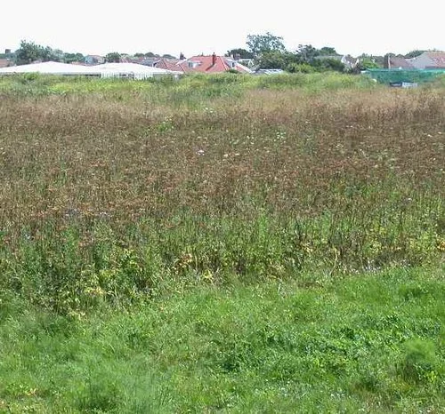 Fan-tailed Warbler breeding habitat Port Soif.JPG