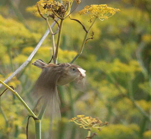Fan-tailed Warbler PSoif 14Aug09 a.JPG