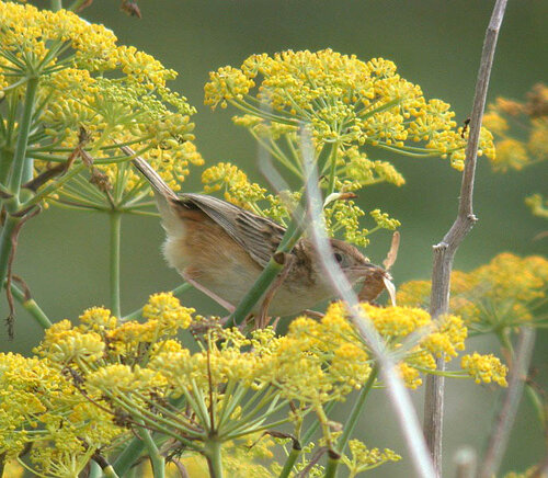 Fan-tailed Warbler PSoif 14Aug09 b.JPG