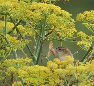 Fan-tailed Warbler PSoif 14Aug09 c v2.JPG