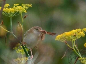 Fan-tailed Warbler PSoif 14Aug09 d v2.JPG