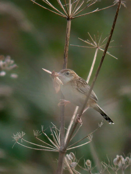 Fan-tailed Warbler PSoif 14Aug09 e.JPG