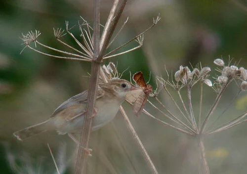 Fan-tailed Warbler PSoif 14Aug09 f.JPG