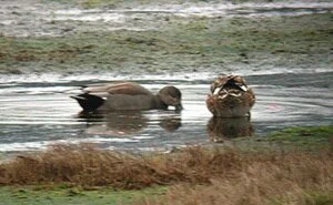 Gadwall OdAero 24Dec09.JPG