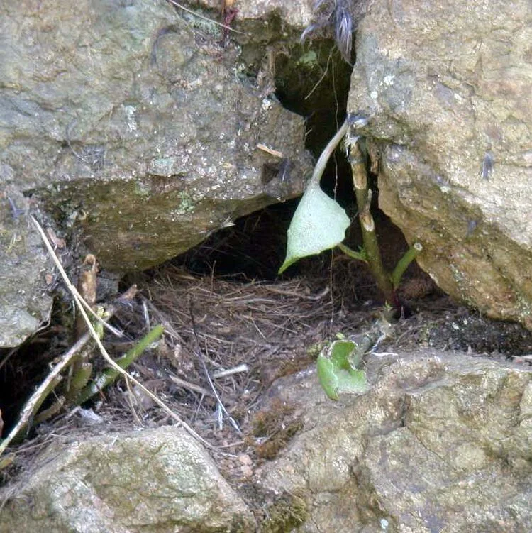 Grey Wagtail nest Talbot 16Jun09.JPG