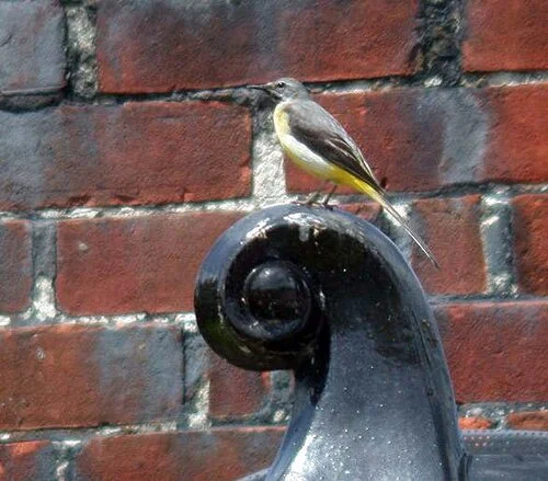 Grey Wagtail Talbot 16Jun09 a.JPG