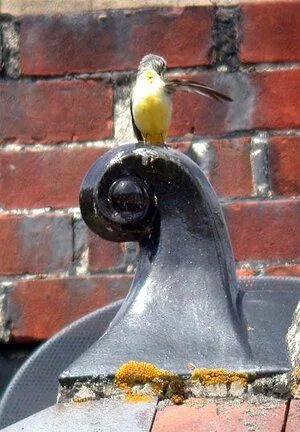 Grey Wagtail Talbot 16Jun09 b.JPG