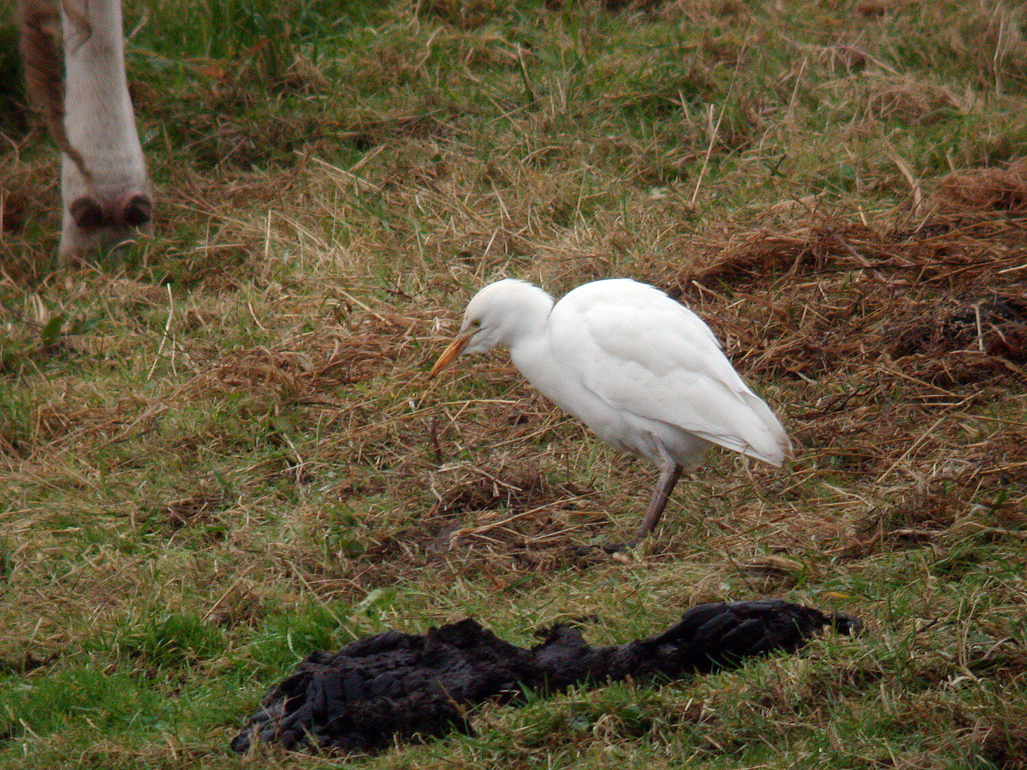 Cattle Egret Vauxbelets 8Feb09 b.JPG