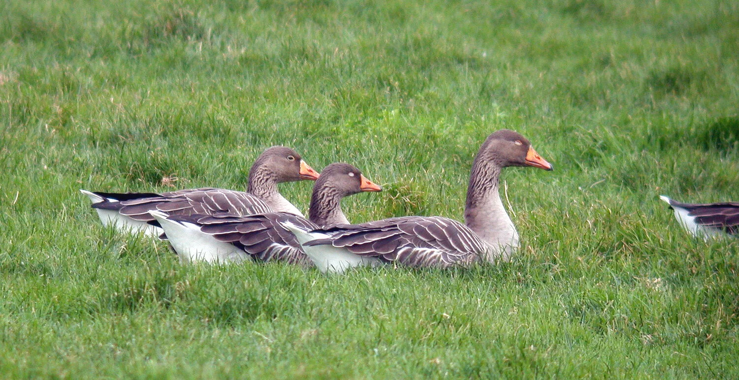 Greylags LongueRocque 8Jan09 a.JPG