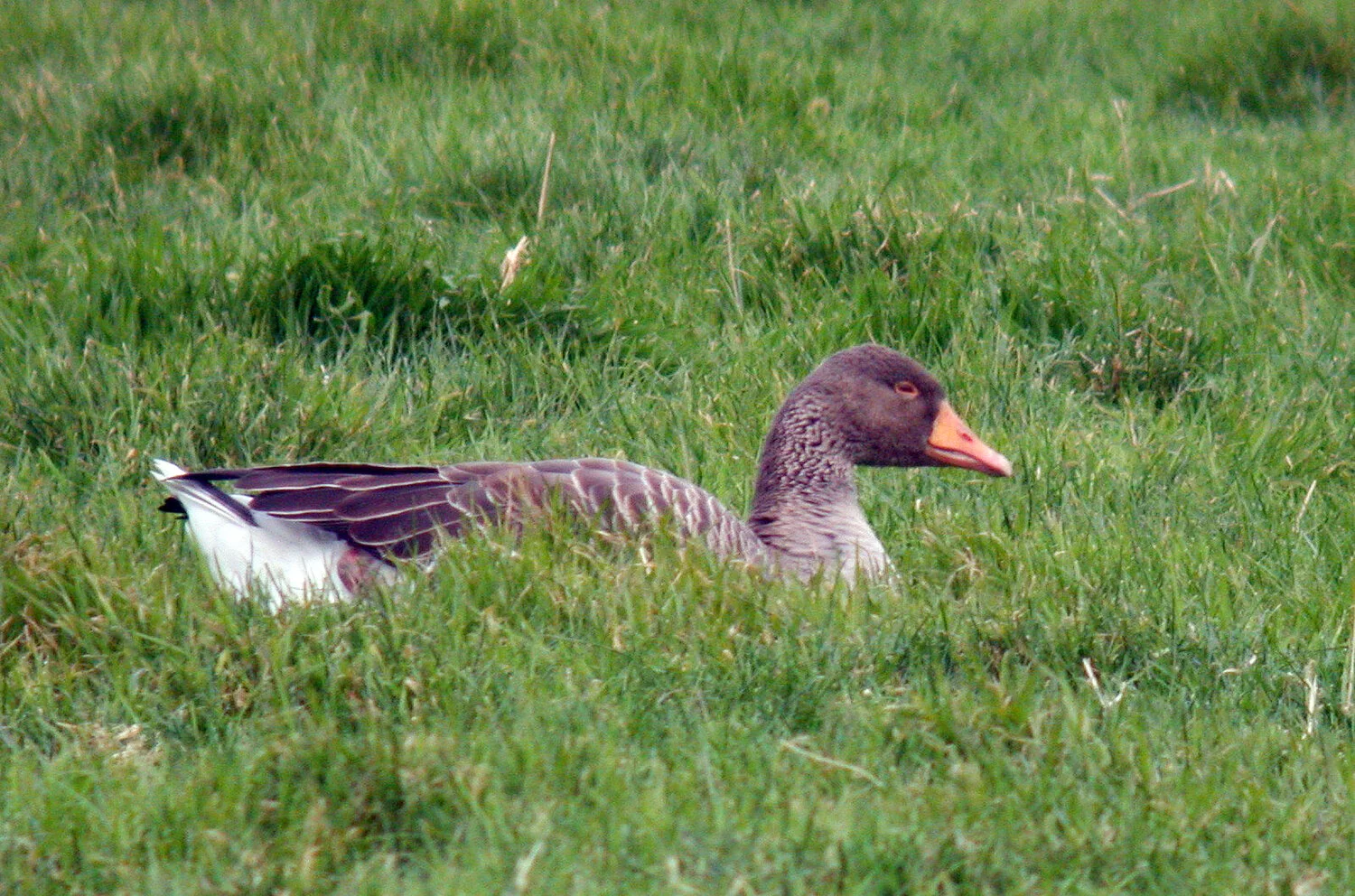 Greylags LongueRocque 8Jan09 b.JPG