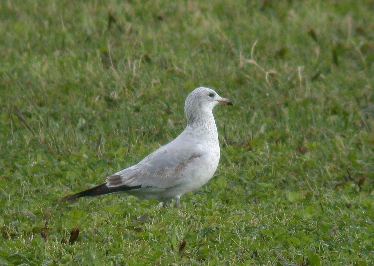 Gull RoutedesFrances 20Jan09 a.JPG