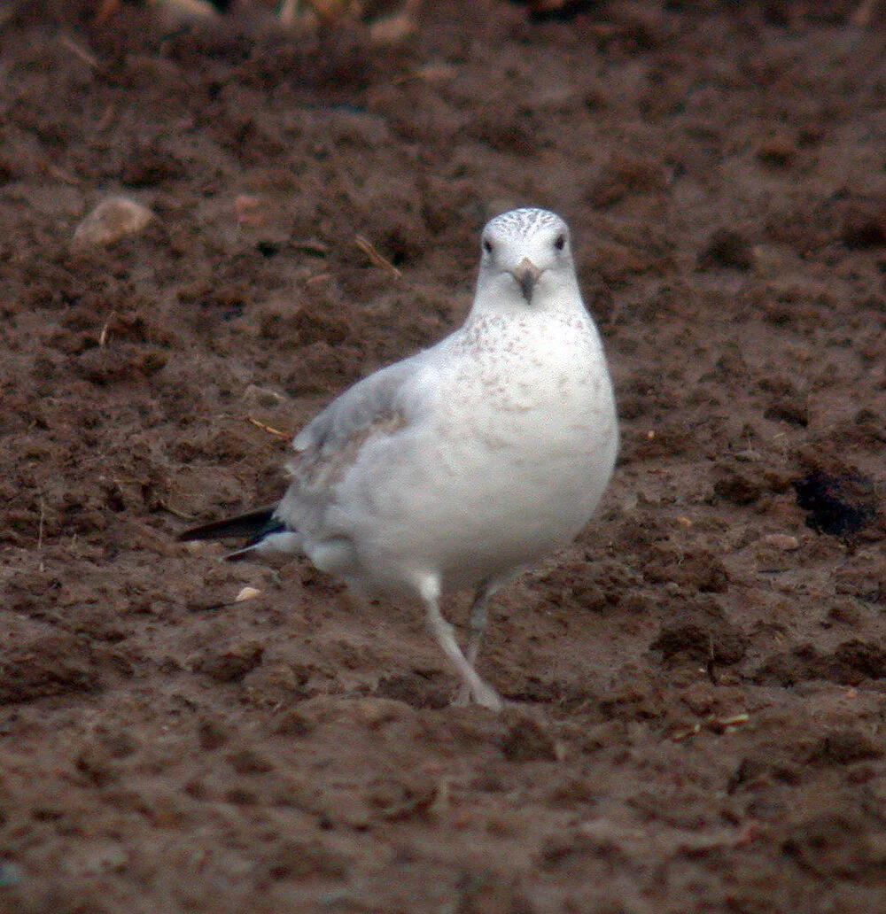Gull RoutedesFrances 20Jan09 d.JPG