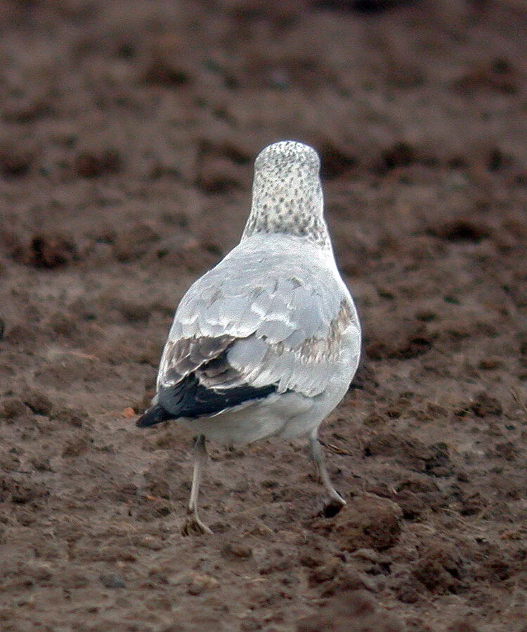 Gull RoutedesFrances 20Jan09 f.JPG