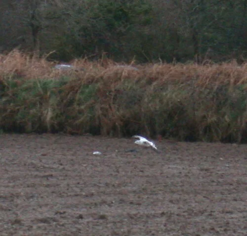 Gull RoutedesFrances 20Jan09 h.JPG