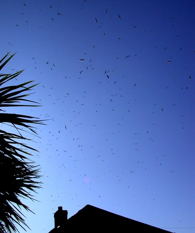 gulls STE 19Aug09 a.JPG