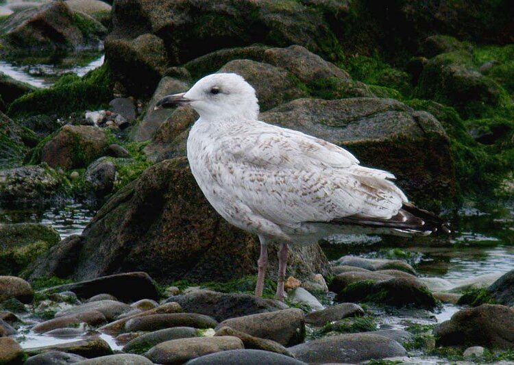 Herring Gull [pale] JaoBay 4Oct09.JPG