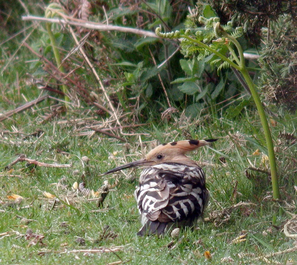 Hoopoe FtDoyle 18Apr09 b cvshp.jpg