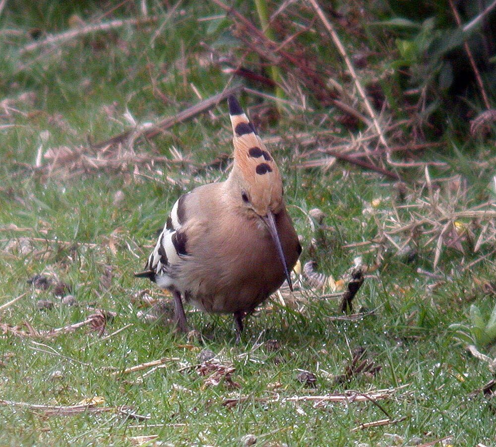 Hoopoe FtDoyle 18Apr09 c cvshp.jpg