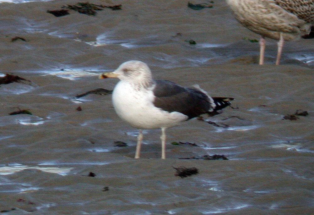 LBB Gull [pink legs] GHA 11Feb09 b.JPG