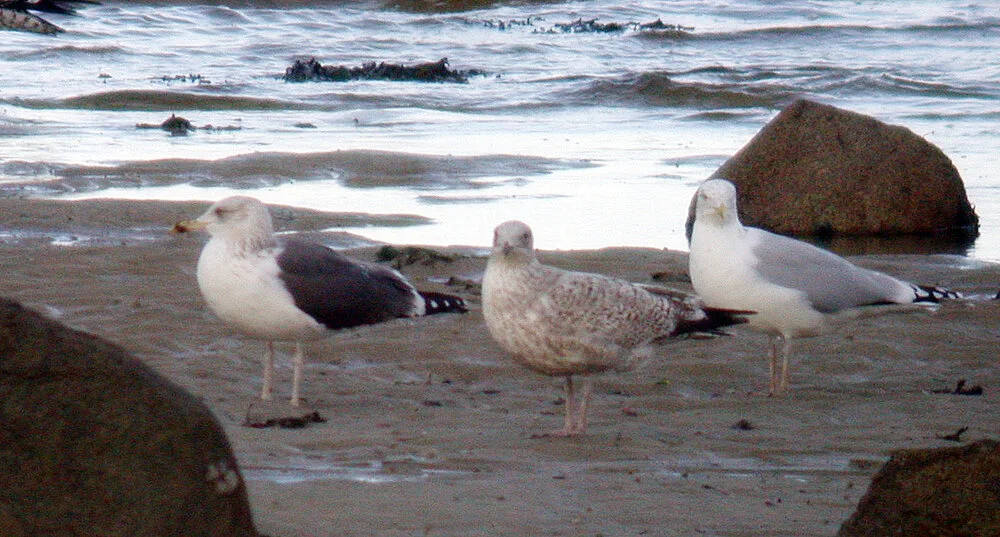 LBB Gull [pink legs] GHA 11Feb09 a.JPG