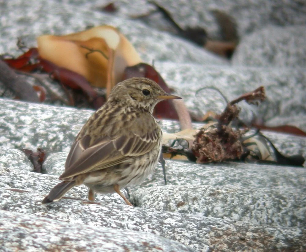 Meadow Pipit FLC 4Mar09.JPG
