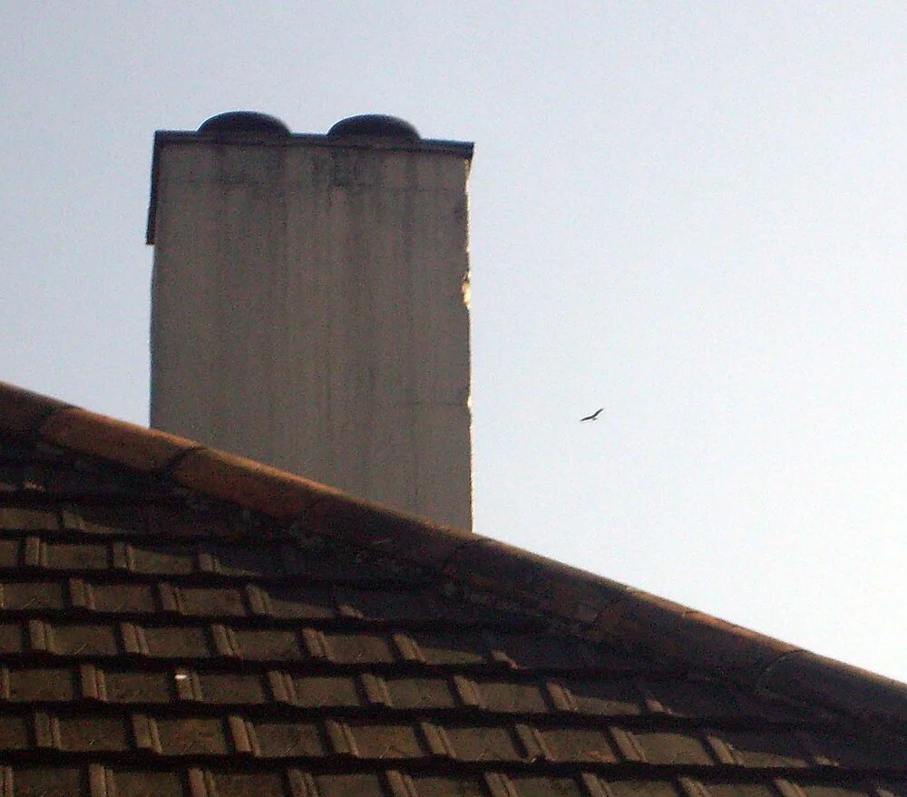 Red Kite STE 12Apr09 a.JPG