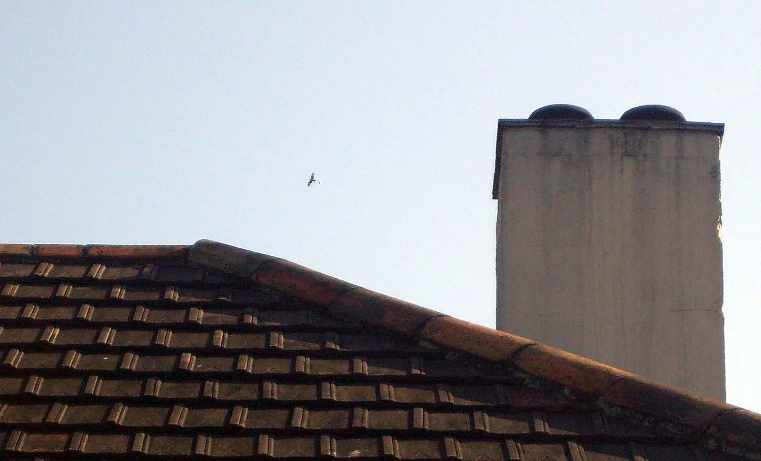 Red Kite STE 12Apr09 b.JPG
