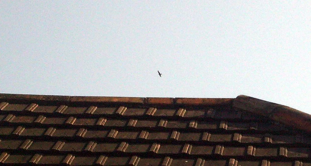 Red Kite STE 12Apr09 c.JPG