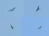 Red Kite STE 12Apr09 composite.JPG