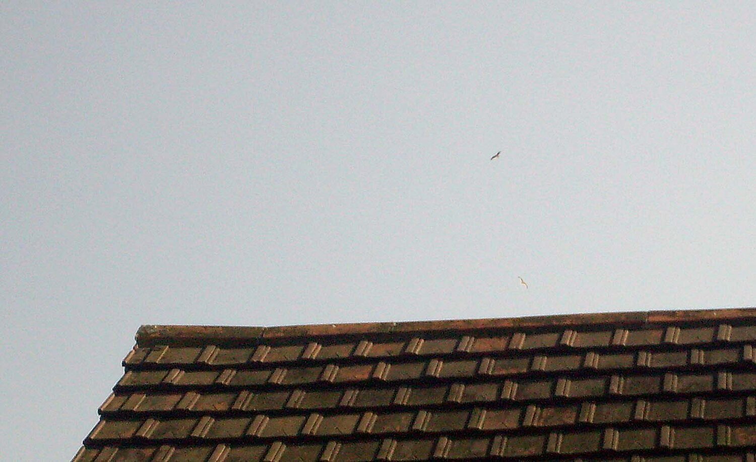 Red Kite STE 12Apr09 d.JPG