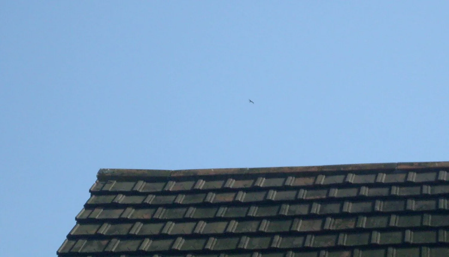 Red Kite STE 12Apr09 e.JPG