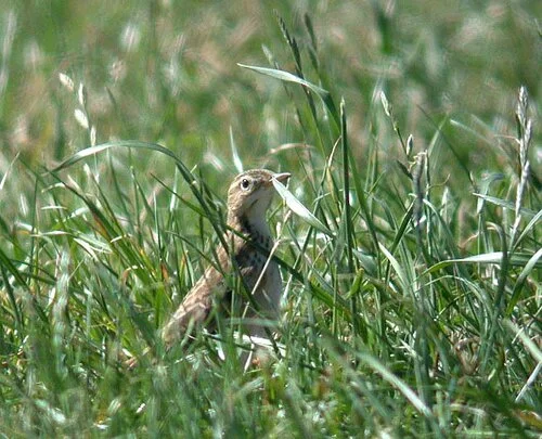 Richard's Pipit MHerault 13Sep09 c ps.jpg