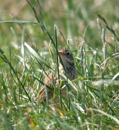 Richard's Pipit MHerault 13Sep09 h ps.jpg