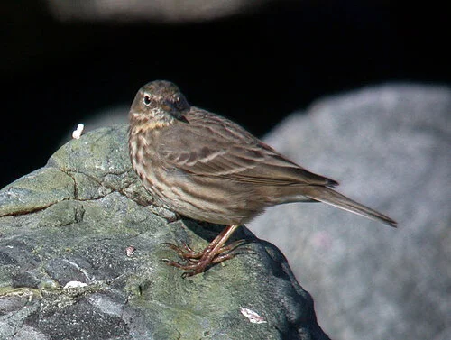 Rock Pipit FLC 2Mar09.JPG