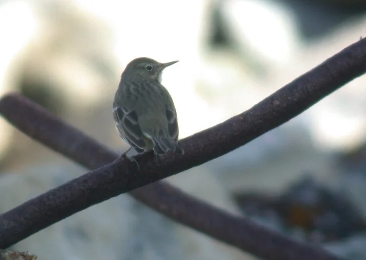 Rock Pipit FLC 21Oct09 b.JPG