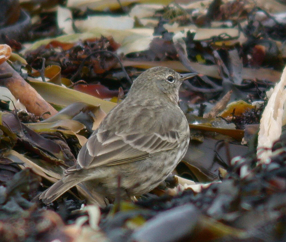 Rock Pipit FLC A 3Mar09.JPG