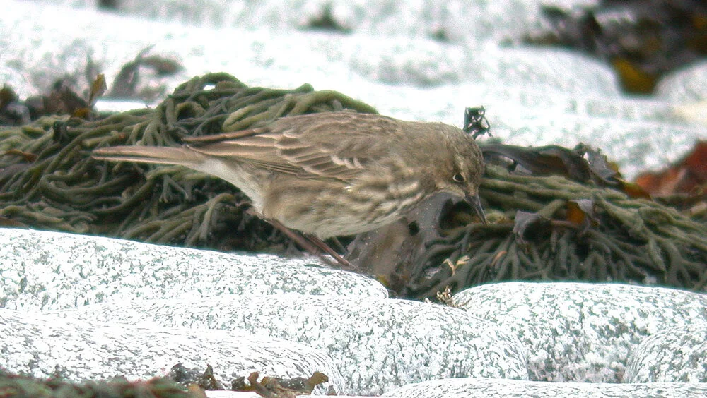 Rock Pipit FLC A 4Mar09 b.JPG