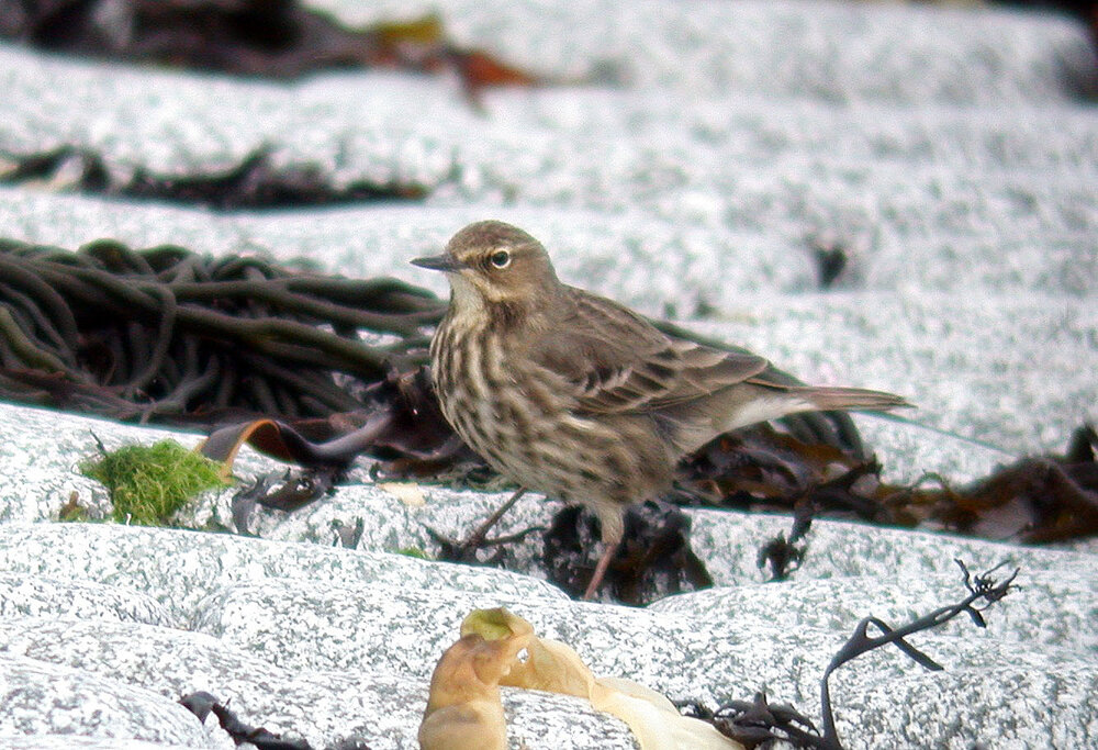 Rock Pipit FLC A 4Mar09.JPG
