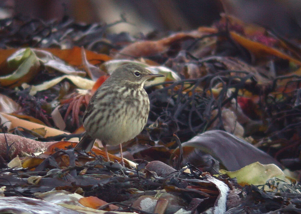 Rock Pipit FLC 25Jan09 a shpcv.jpg