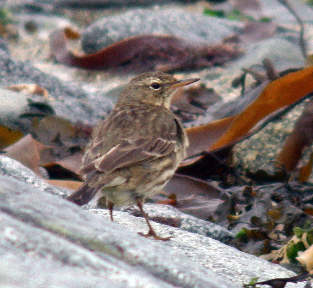 Rock Pipit FLC B 3Mar09.JPG