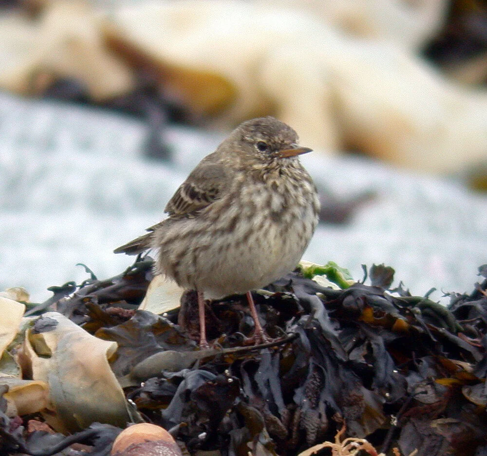 Rock Pipit FLC B 4Mar09 b.JPG