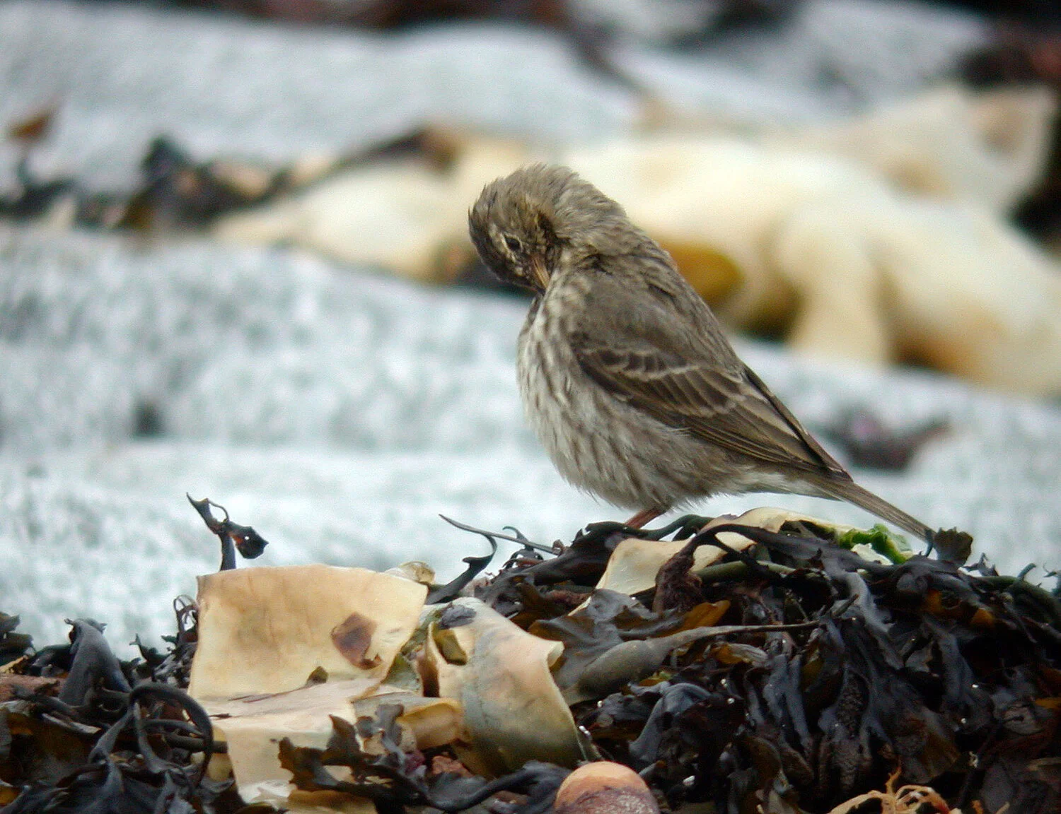 Rock Pipit FLC B 4Mar09.JPG