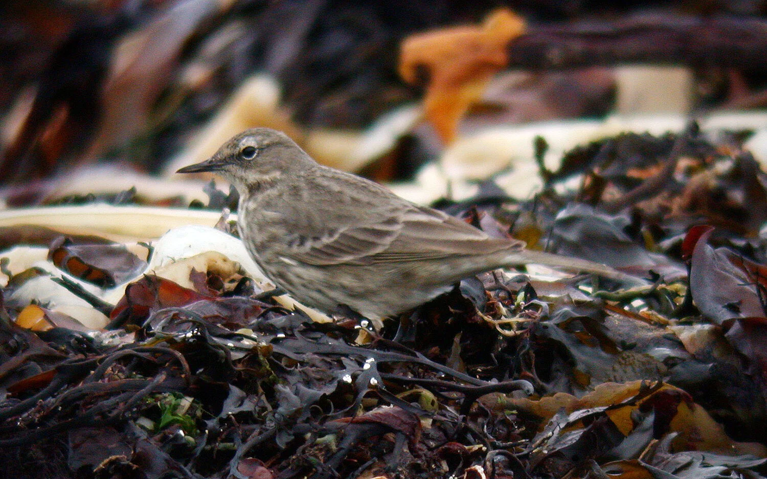 Rock Pipit FLC C 4Mar09.JPG