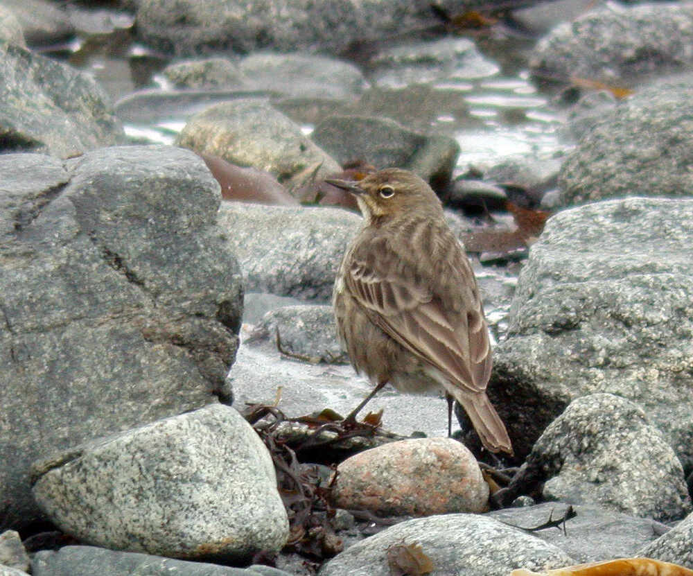 Rock Pipit FLC D 4Mar09.JPG