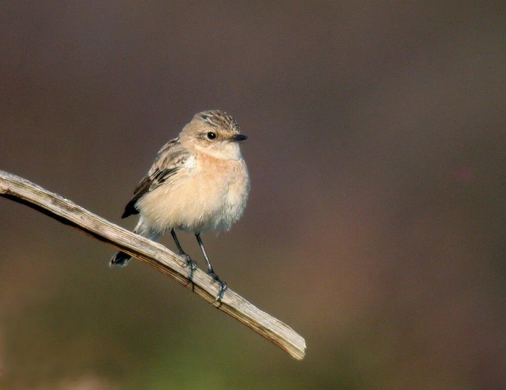 Siberian Stonechat Plein 26Sep09 a ps.jpg