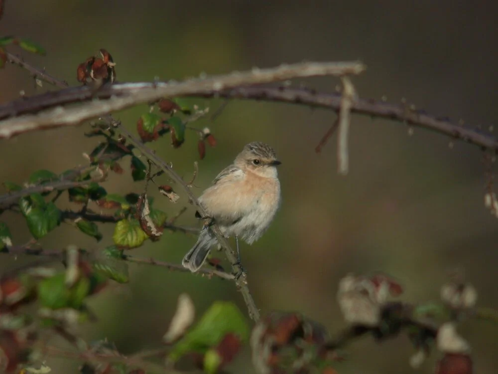 Siberian Stonechat Plein 26Sep09 c original.JPG